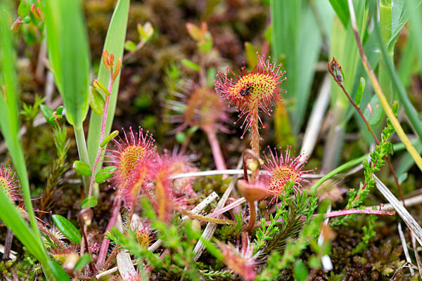 Round Leaf Sundew  Fohramoos European Protected Area  High Moor In Vorarlberg  Austria