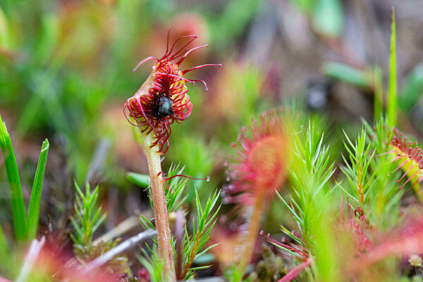 Round Leaf Sundew  Fohramoos European Protected Area  High Moor In Vorarlberg  Austria