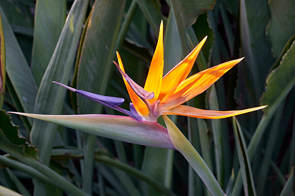 Orange Strelitzia Flower Illuminated By The Sun. In The Background Her Bluegreen Leaves. Tijarafe, La Palma, Canary Islands, Spain