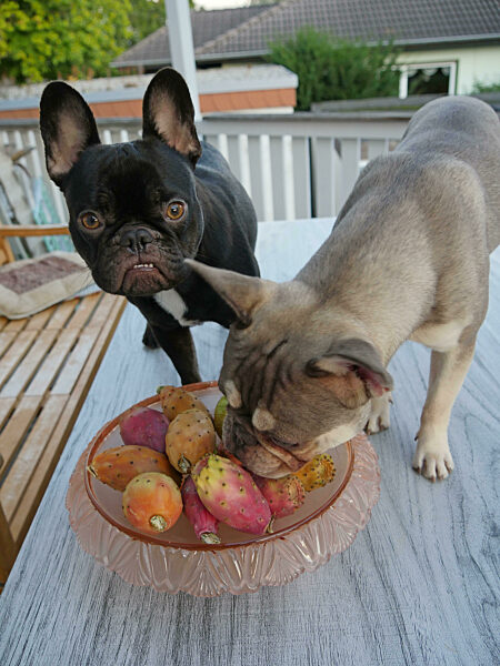 Zwei Französische Bulldoggen begutachten Kaktusfeigen in einer Obstschale - auf dem Tisch
