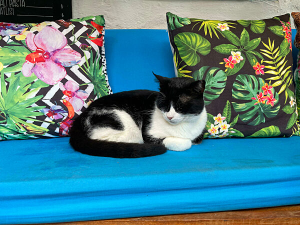 Cats In Kas Turkey Lycia