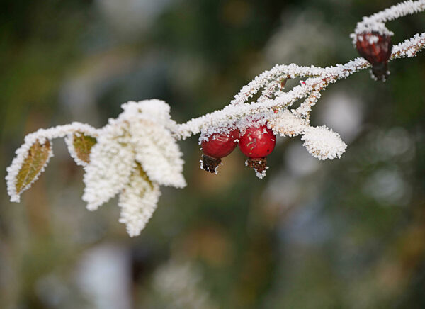 Hoarfrost On Red Rose Hips