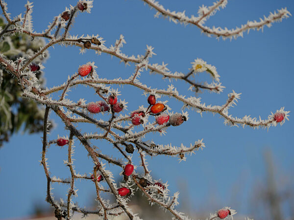 Hoarfrost On Red Rose Hips