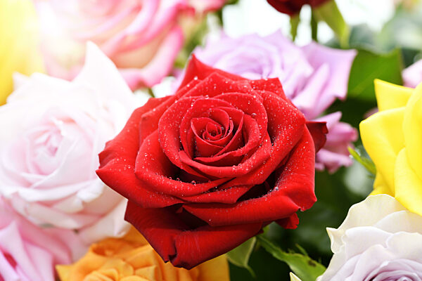 Bouquet Of Roses, Symbol Photo Valentine's Day