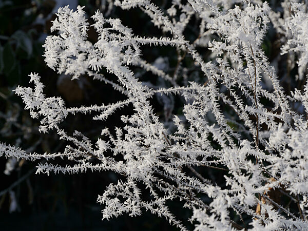 Hoarfrost On Branches Against Black Background