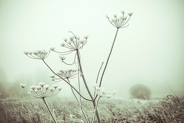 Grasses Covered With Hoarfrost In Morning Fog In Hamburg, Germany