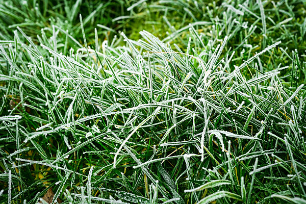 Grass Covered With Hoarfrost In Hamburg, Germany