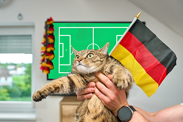 Katze, bzw. Kater mit einer Deutschland-Fahne fiebert zur Europameisterschaft vor dem Fernseher mit, Konzept Unterhaltung für die ganze Familie zum Fußball-Ereignis in Deutschland. FOTOMONTAGE