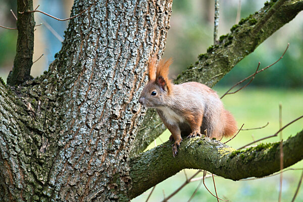 Rotes Eichhörnchen mit buschigem Schwanz auf einem Ast eines Baumes. Frühling wie Natur Stimmung mit hellen Farben.