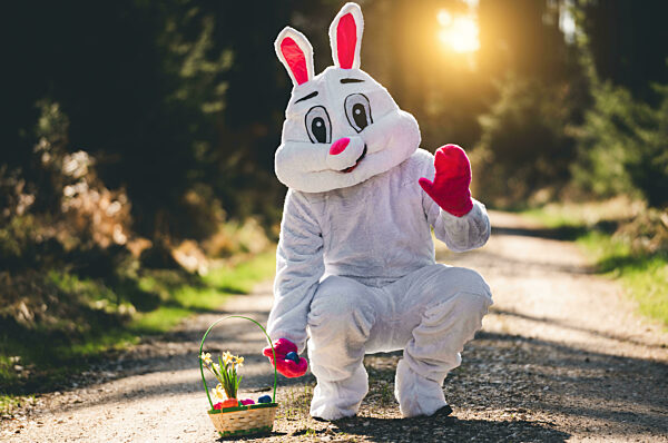 Ein verkleideter Osterhase im weißen Hasenkostüm versteckt ein Osternest mit bunten Ostereiern im Wald. Symbolbild Brauchtum Eiersuche