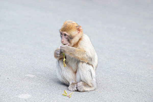Berberaffe, Rhesusaffe, Wildtiere in Nordafrika, Lebensraum Dschungel