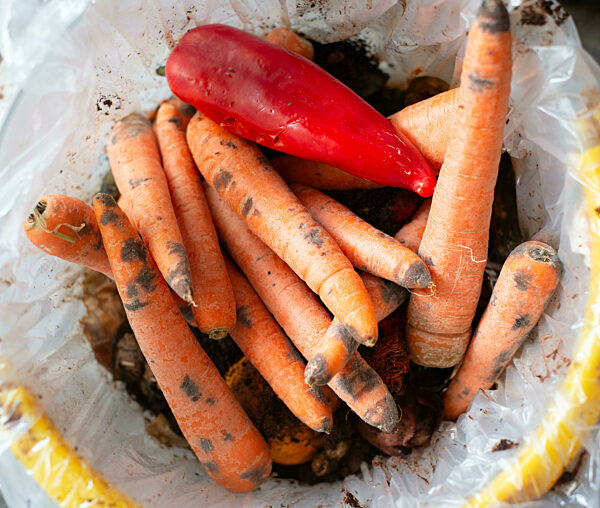 Moldy Vegetables With Spot Fungus, Rotten Carrots And Red Paprika In The Garbage Bin, Waste And Decomposition Of Food