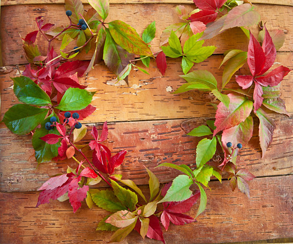 Colorful autumn leaves