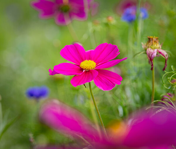 Cosmea Blüte (Cosmos bipinnatus) auf einer Blühwiese