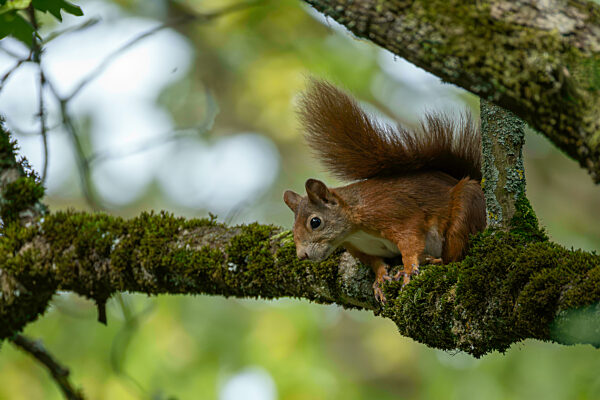 Ein Eichhörnchen erkundet einen Ast im Grünen.