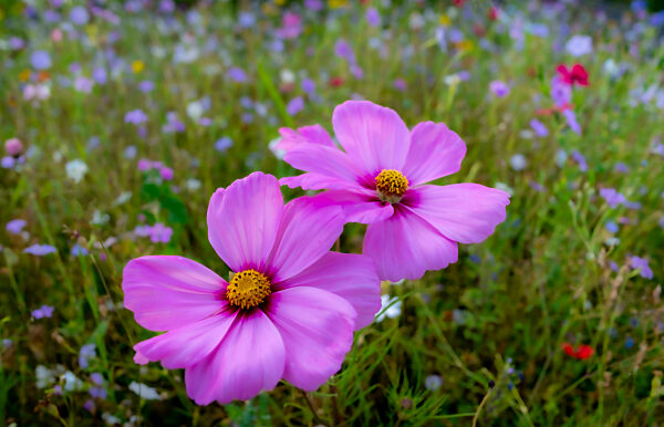 Blumenwiese mit Schmuckkörbchen (Cosmos bipinnatus), Allgäu, Bayern, Deutschland, Europa