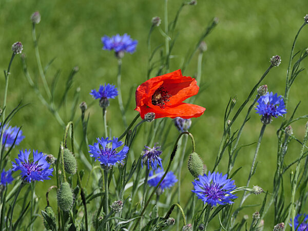 Blumenwiese mit rotem Klatschmohn und blauen Kornblumen
