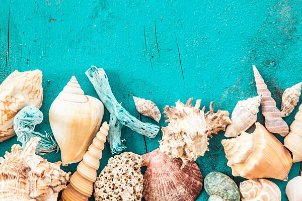 Verwitterter Hintergrund aus Holz mit Muscheln und Strandgut