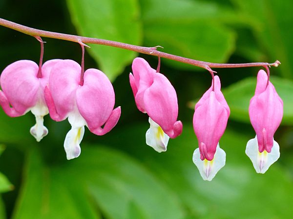 Tränendes Herz, blühend