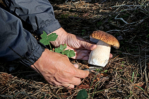 Herrenpilz abschneiden