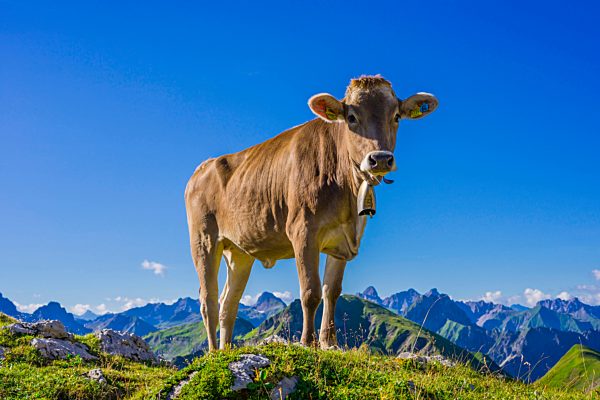 Young cattle, Allgäu brown cattle, domestic cattle breed, Bos primigenius taurus...