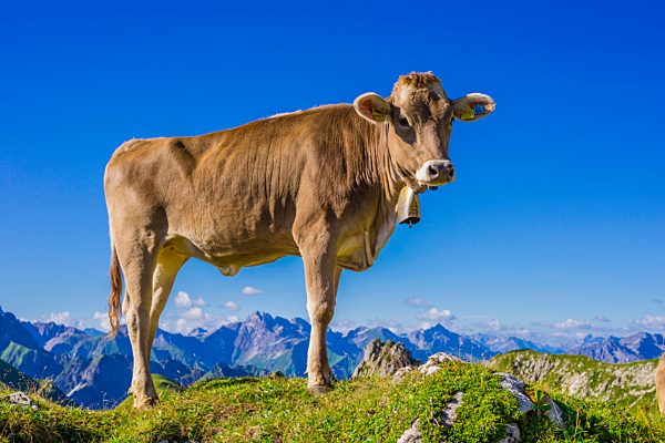 Young cattle, Allgäu brown cattle, domestic cattle breed, Bos primigenius taurus...