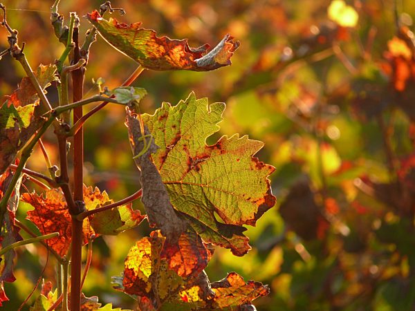 Buntes Weinlaub am Weinstock, es ist Herbst in den Weinbergen Rheinhessens...