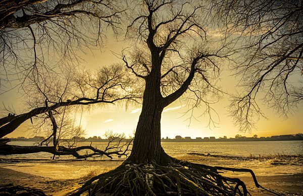 Trees at river Elbe in Hamburg, Germany