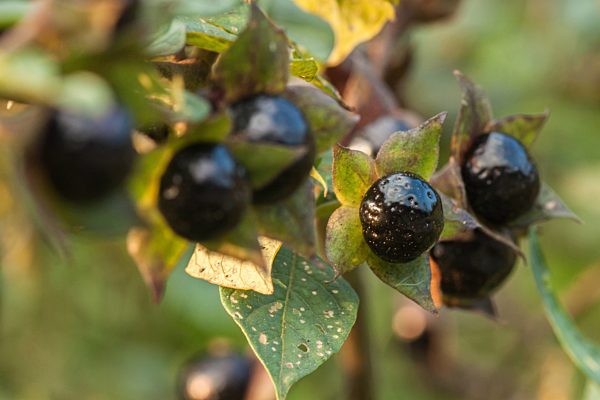 Früchte der schwarzen Tollkirsche