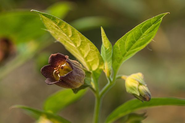 Blüte einer Tollkirsche