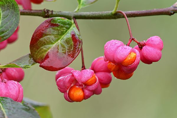 Pfaffenhütchen, Euonymus europaeus