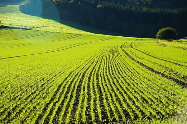 Reihen mit jungem Getreide im Oktober