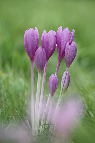 Herbstzeitlose, Colchicum autumnale