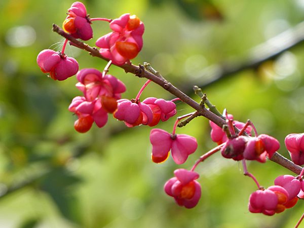 Blühendes Pfaffenhütchen
