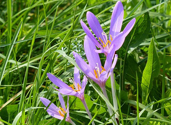 Blühende Herbstzeitlosen, Colchicum autumnale