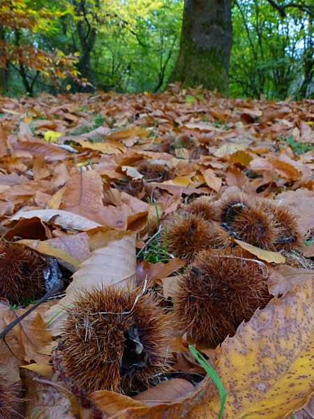 Sweet chestnuts, Castanea sativa