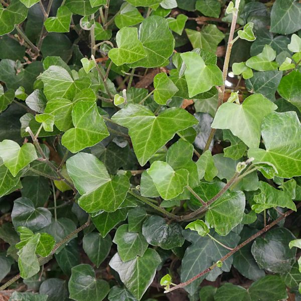 Efeu, Hedera helix