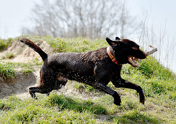 Labrador Retriever auf Wiese