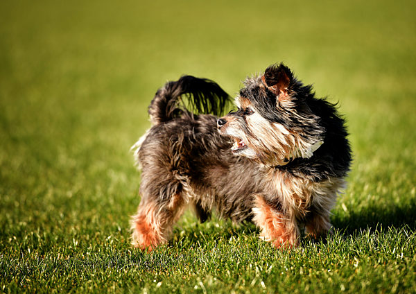 Yorkshire Terrier auf Wiese