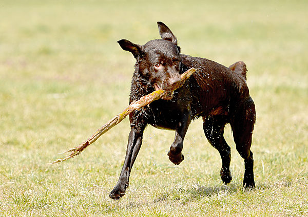 Labrador Retriever auf Wiese