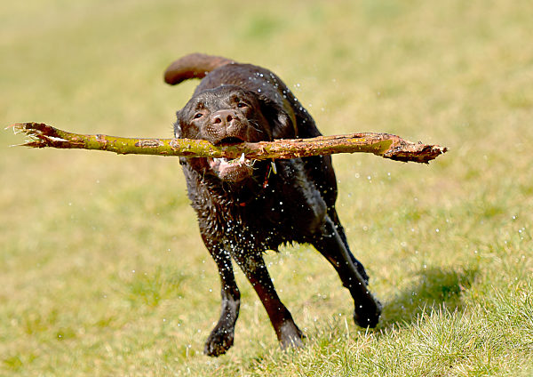 Labrador Retriever auf Wiese