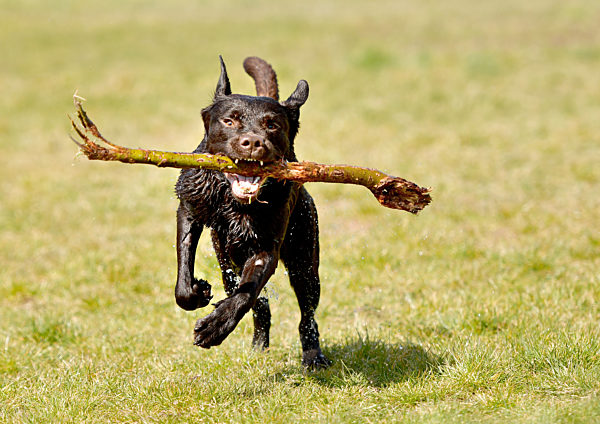 Labrador Retriever auf Wiese
