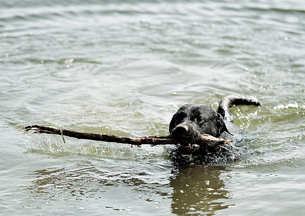 Labrador Retriever im Wasser