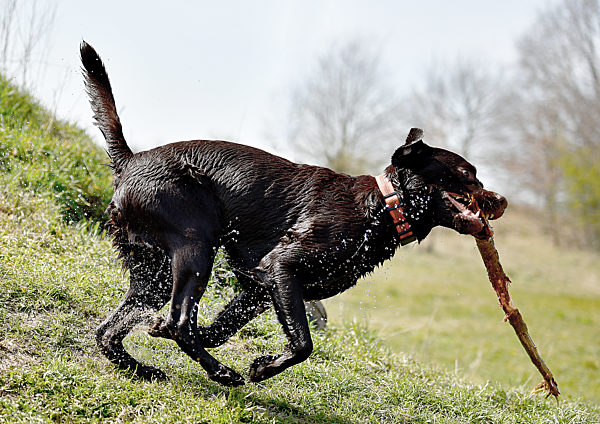 Labrador Retriever auf Wiese