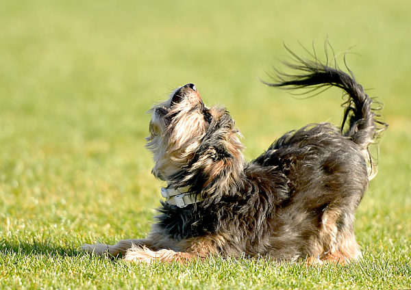 Yorkshire Terrier Hund laeuft im Gras