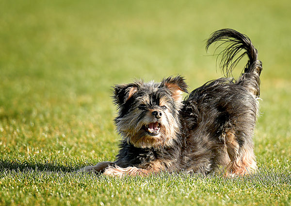Yorkshire Terrier Hund laeuft im Gras