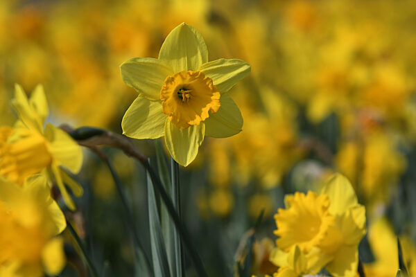 Themenbild, Fruehling, Blueten, Natur, Blumen