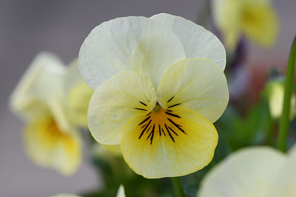 Themenbild, Fruehling, Blueten, Natur, Blumen