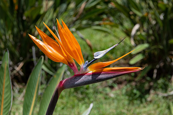 USA, Hawaii, Big Island, Urlaubseindruecke und Sehenswuerdigkeiten, 24.05.2022.