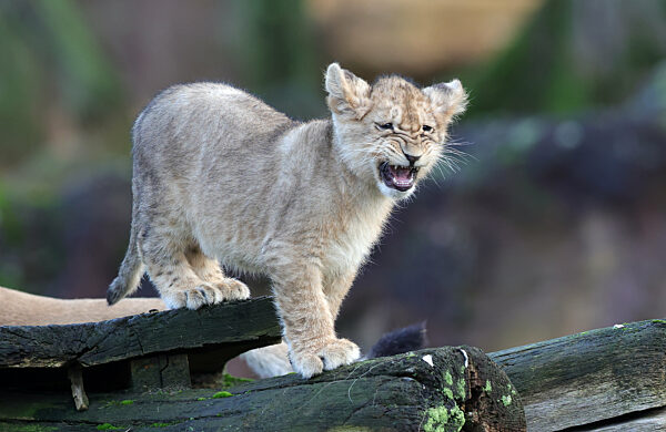 28.12.2021,
Deutschland,NRW, Gelsenkirchen,
ZOOM Erlebniswelt, Zoo,Tierwelt,
Fauna, Tiere,Löwen, Löwenjunge, junge Löwen,